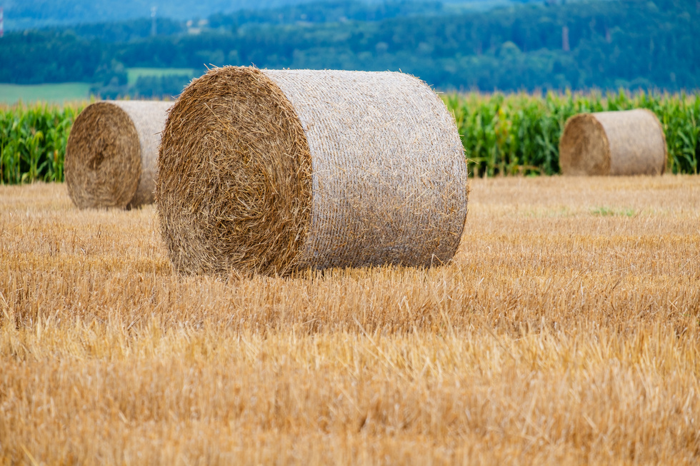 Hay Bales on the Field with Cornfield Background