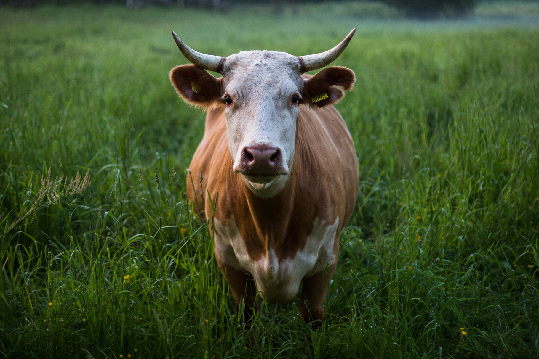 Closeup of Cow in the Field